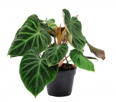 Philodendron verrucosum