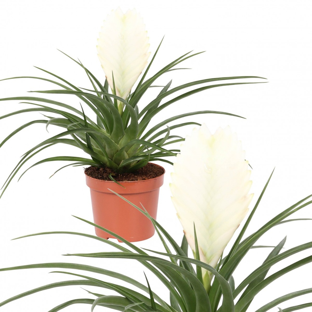 Tillandsia 'Biancini' blanc
