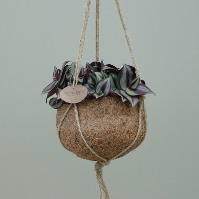 Kokodama - Tradescantia