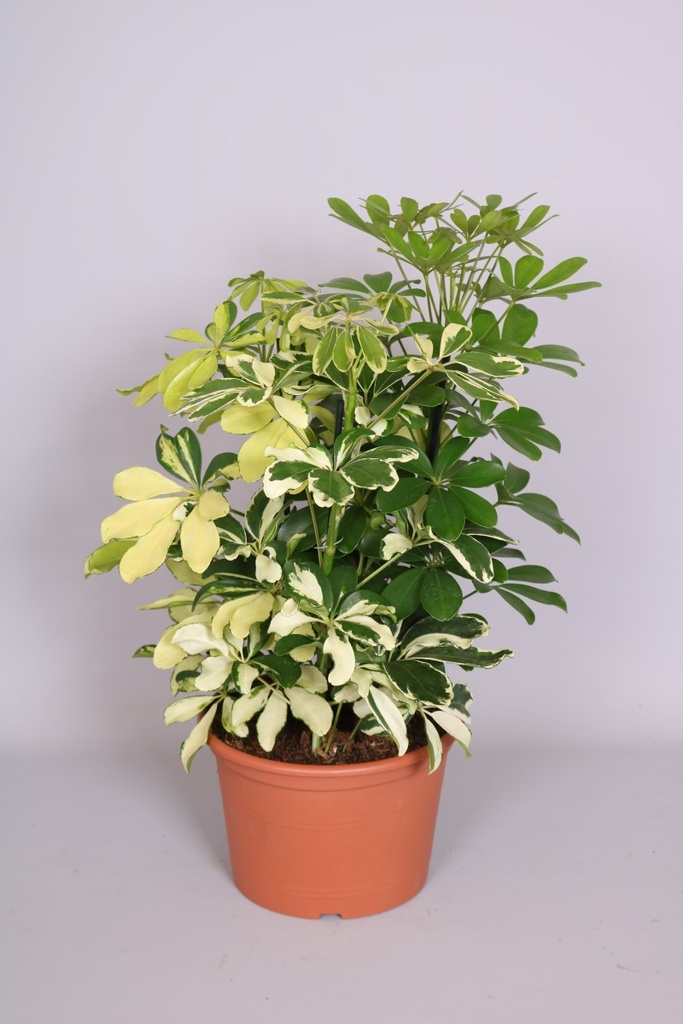 Schefflera 'Carnaval'