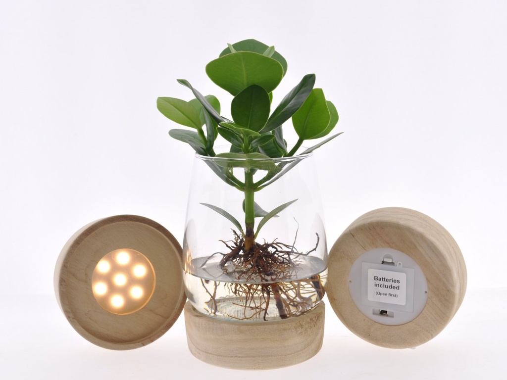 Clusia rosea - Verre LED