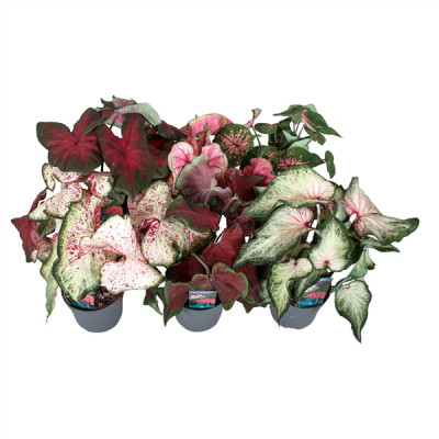 Caladium
