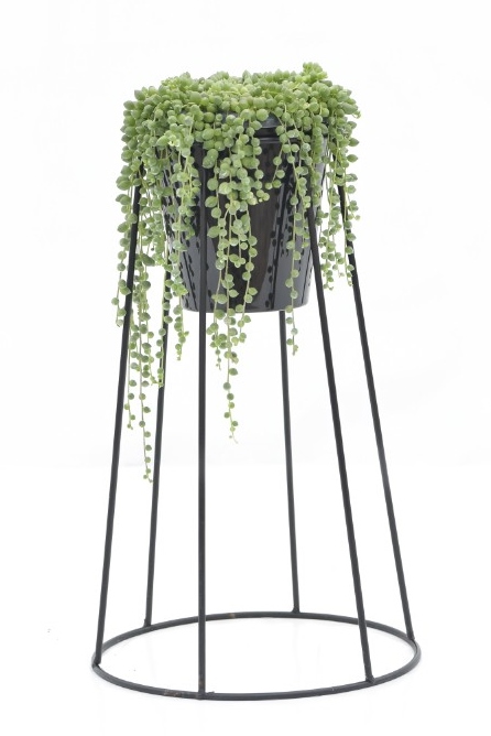 Senecio rowleyanus