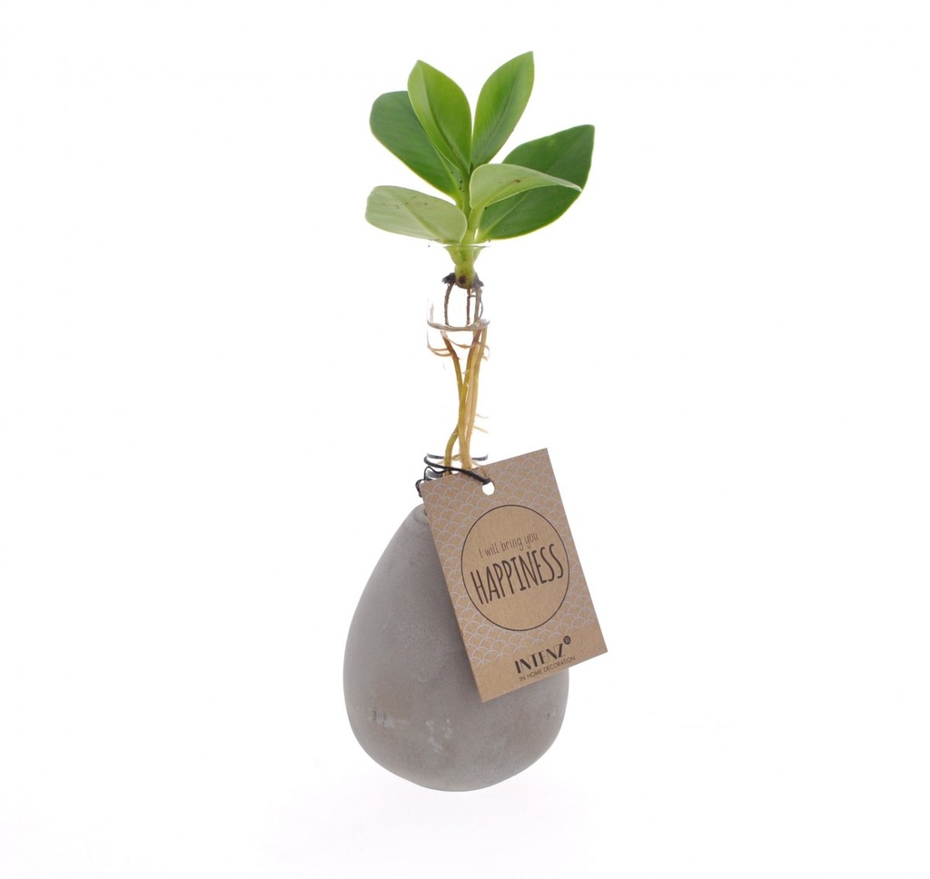 Clusia manilla verre rond