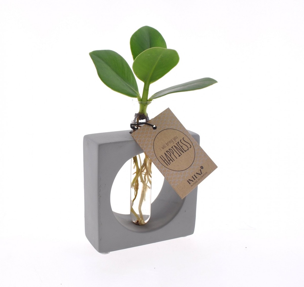 Clusia manilla verre carré