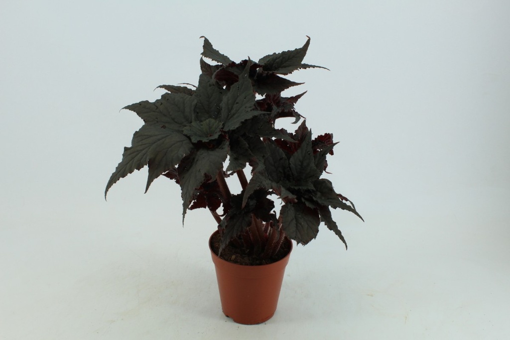 Begonia 'Black Tafetta'