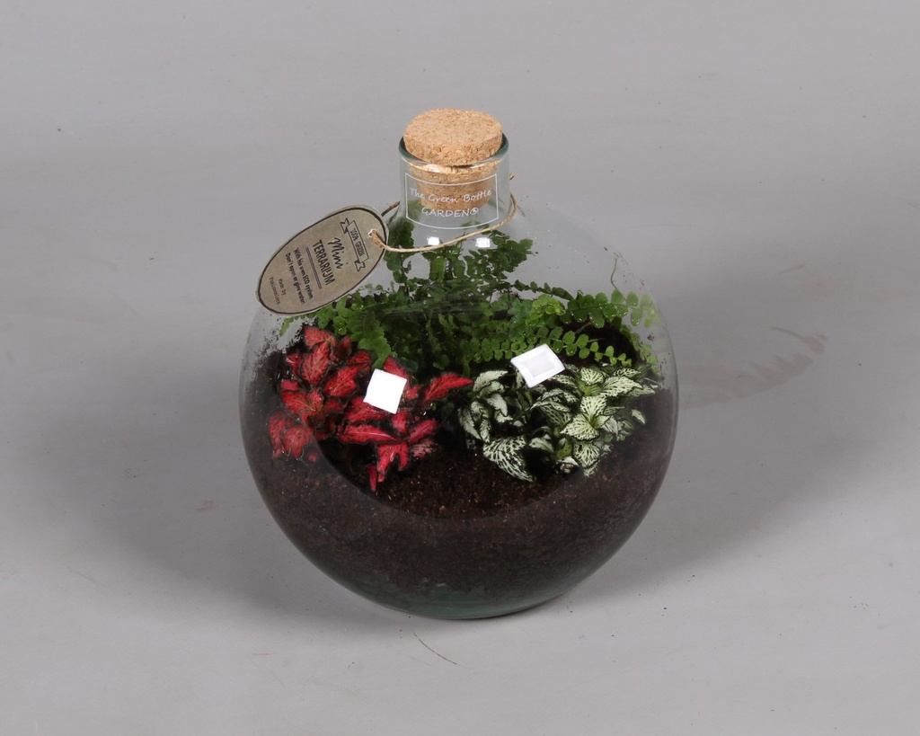 Terrarium arrangement