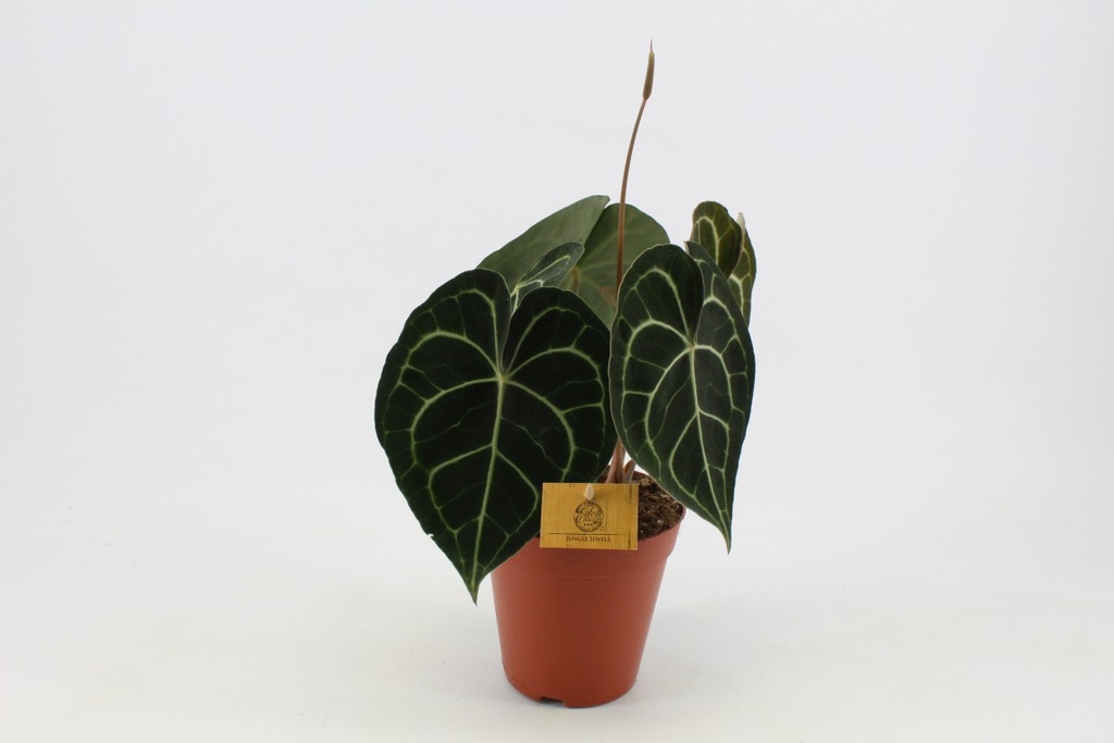 Anthurium clarinervum