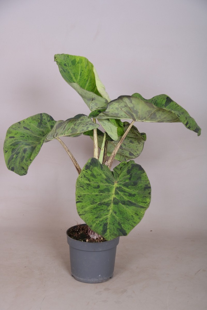 Colocasia 'Cintho Mojita'