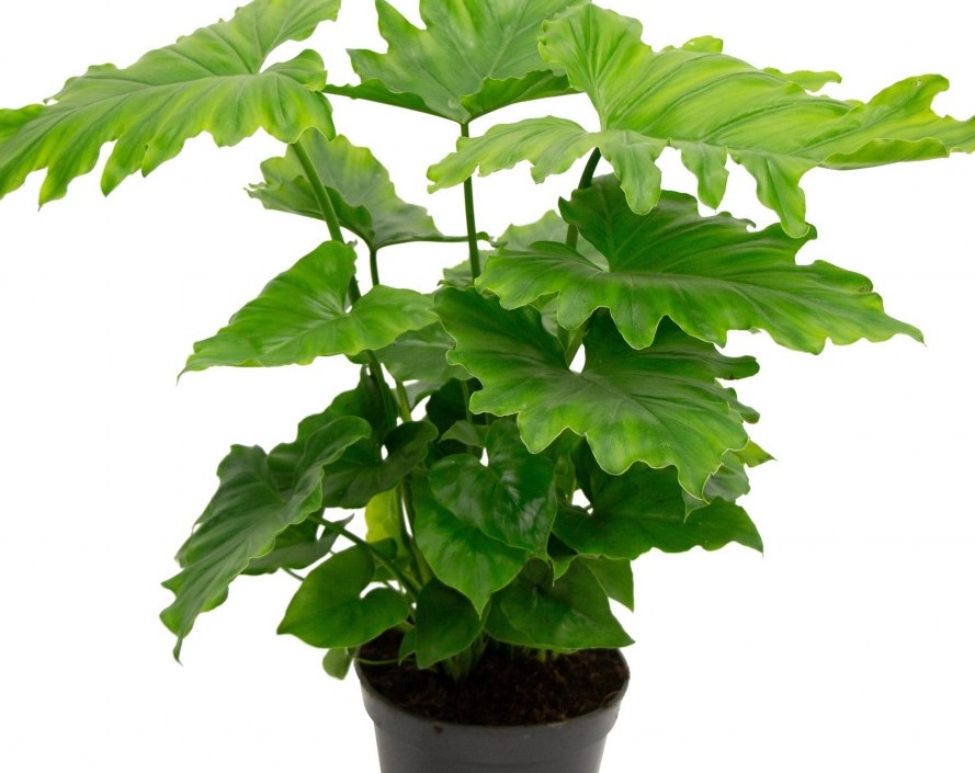 Philodendron 'Karma Shangri lah'