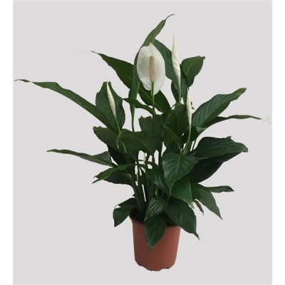 Spathiphyllum 'Bravo'