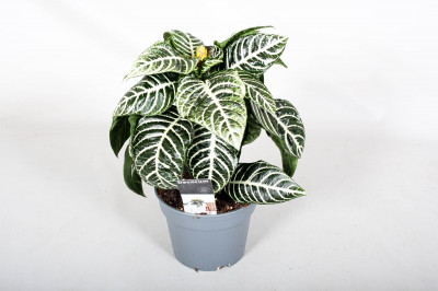 Aphelandra squarrosa 'Dania'