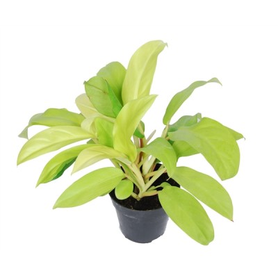 Philodendron 'Maley Gold'
