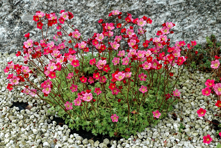 Saxifraga arendsii 'Highlander' Rose