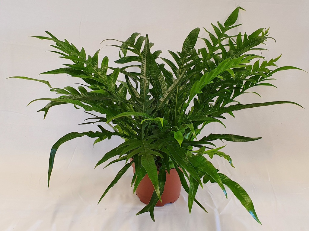 Aglaomorpha coronans 'Jim'