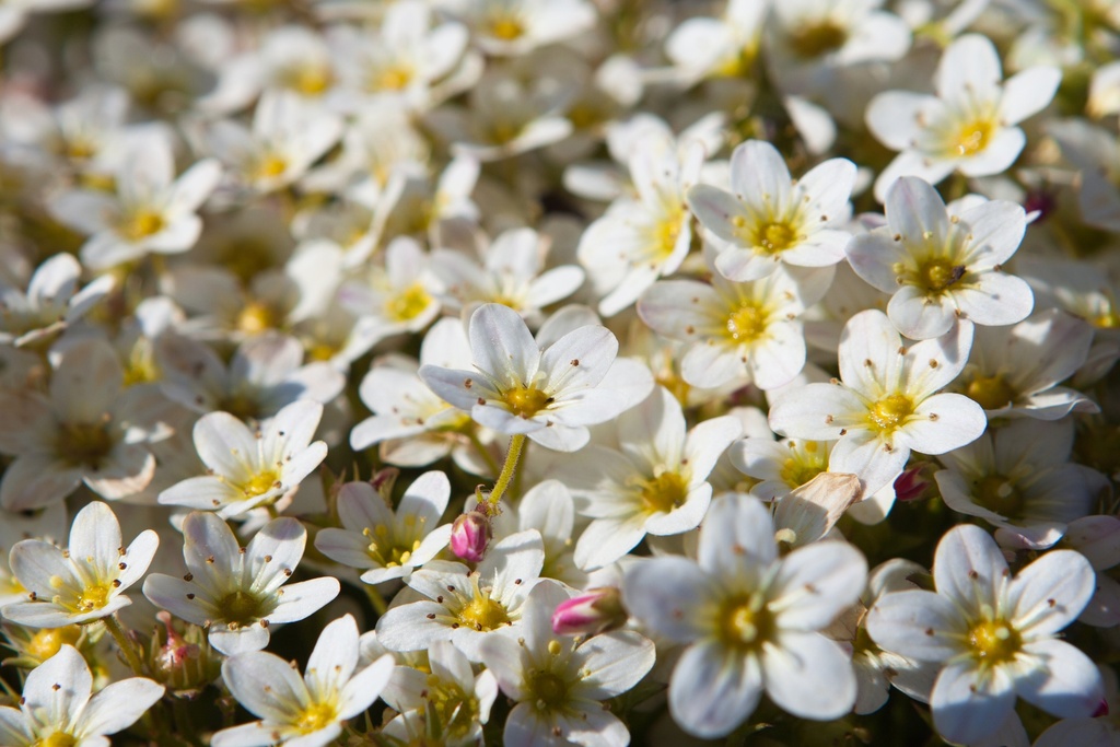 Saxifraga arendsii 'Highlander' White/Red
