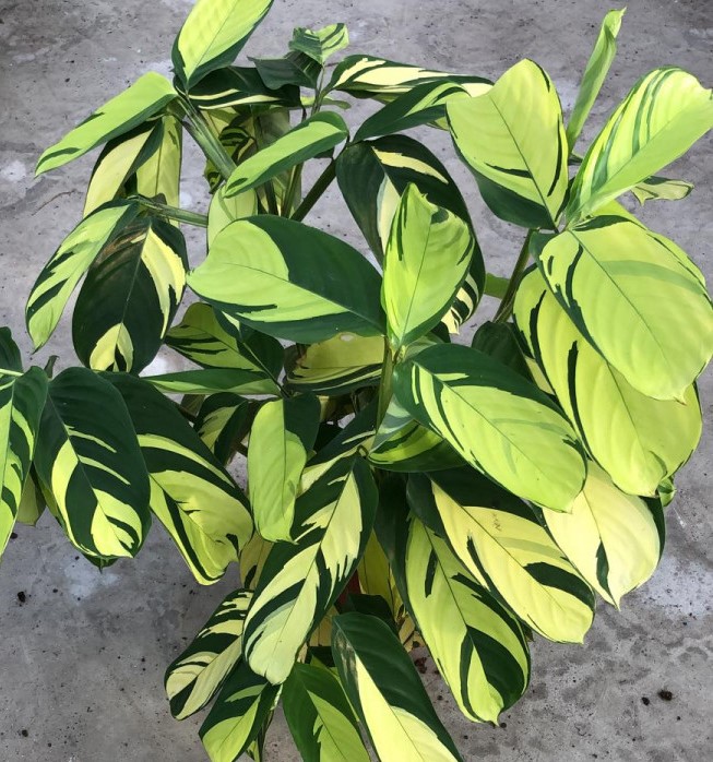 Calathea 'Gold Mosaic'