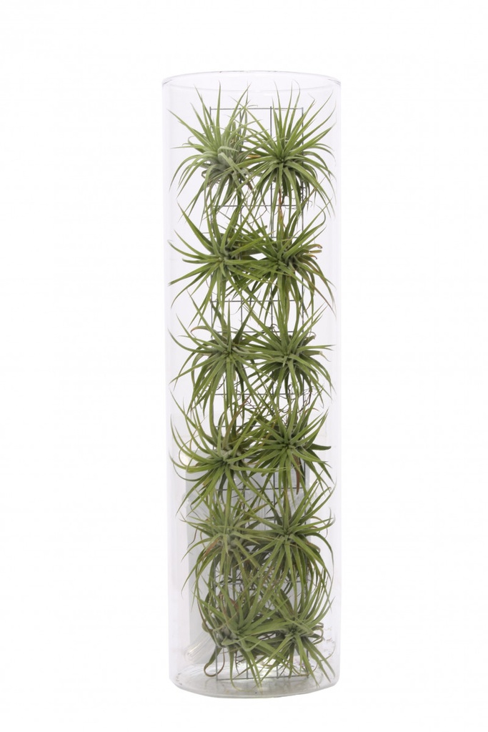 Tillandsia créative