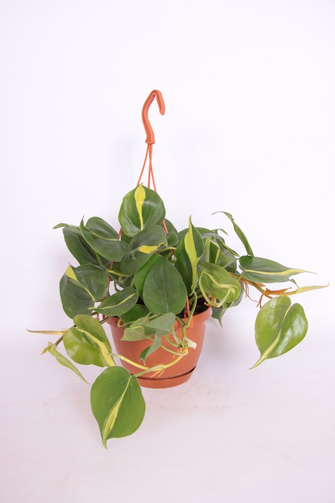 Philodendron scandens 'Brazil'