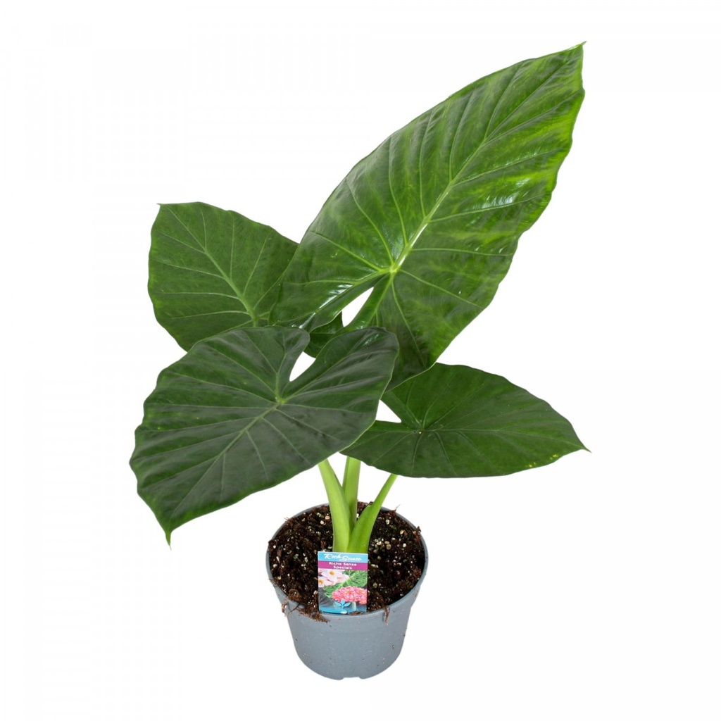 Alocasia odora