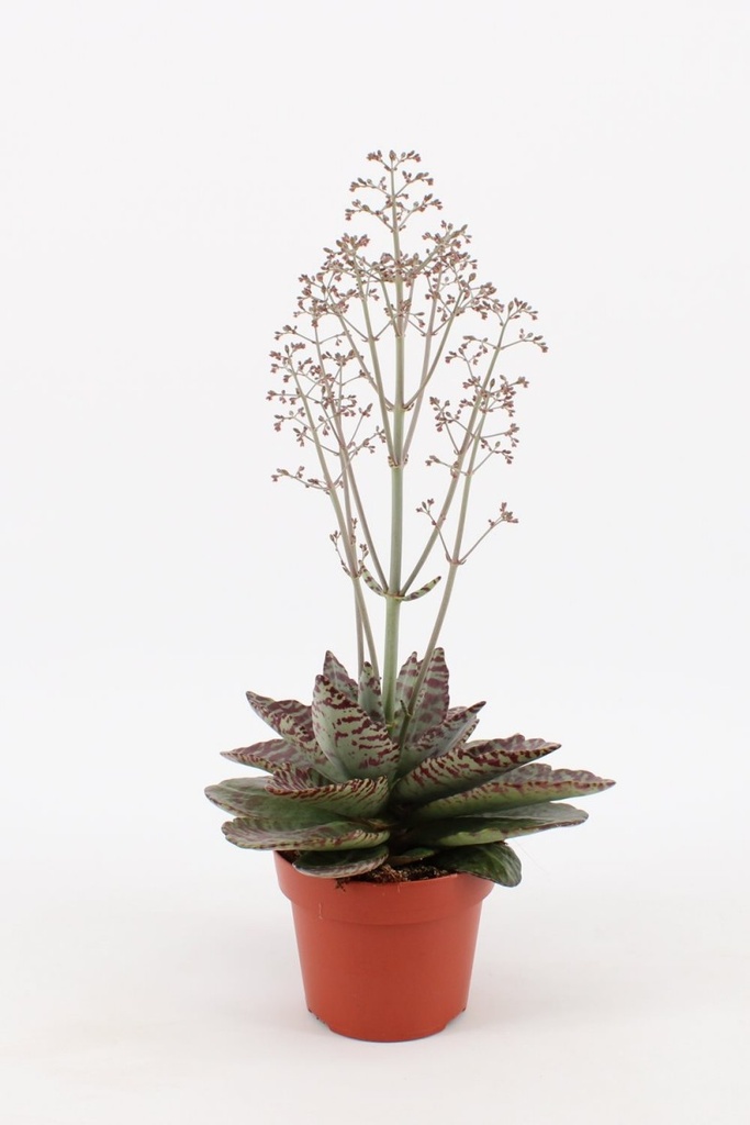 Kalanchoe 'Surprise Dessert'