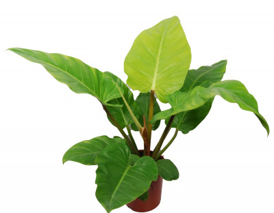 Philodendron 'Melinonii Ghost'