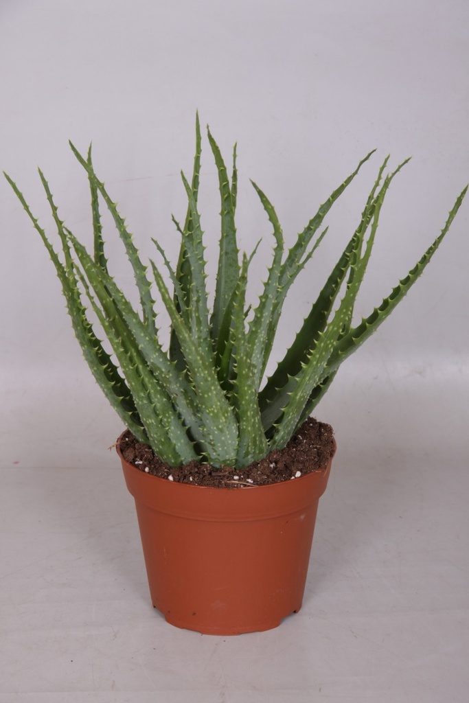 Aloe arborescens