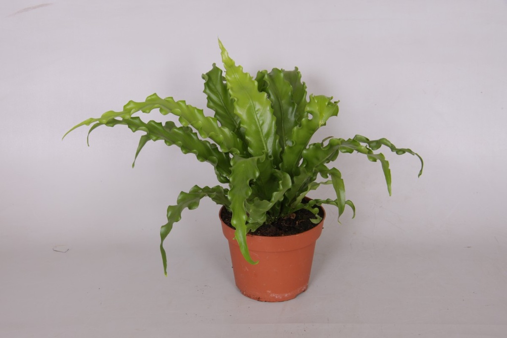 Asplenium antiquum
