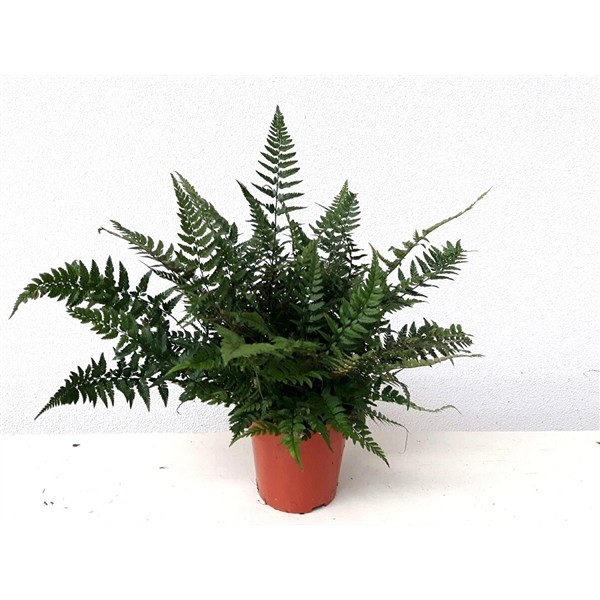 Athyrium spicatum