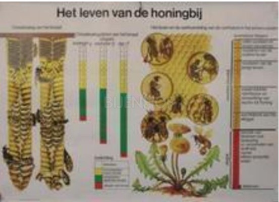 Panneau  la vie de l'abeille 62 x 85 cm