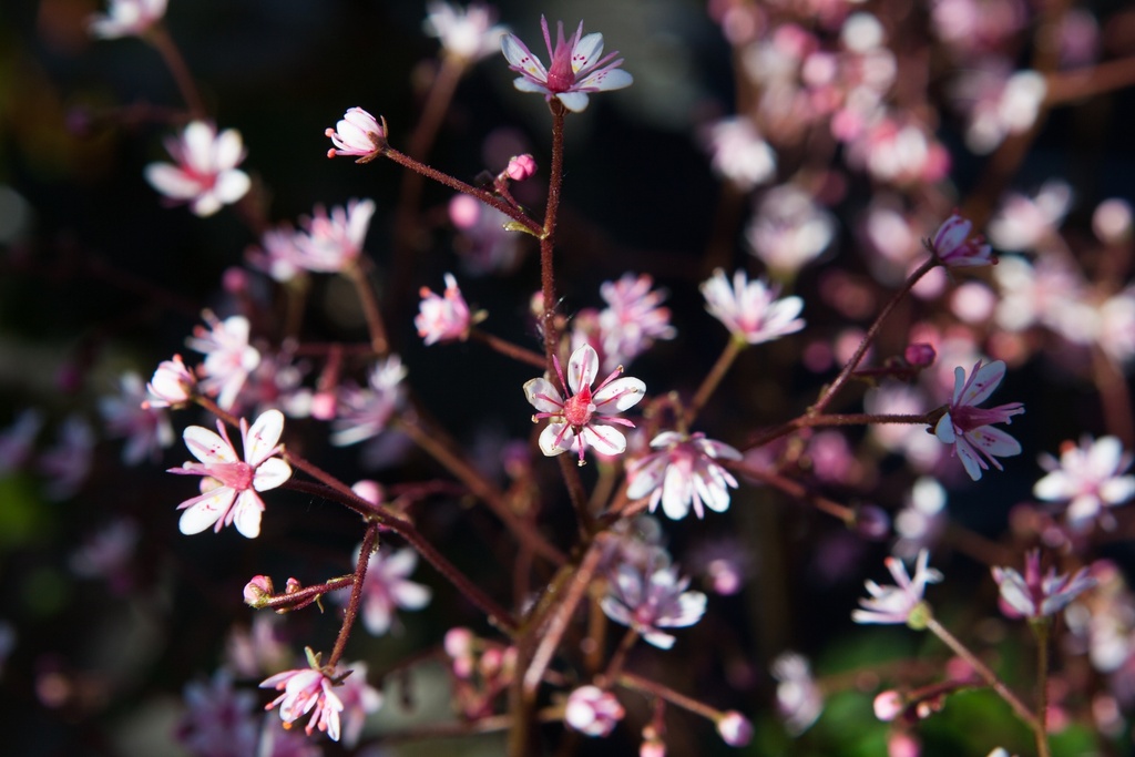 Saxifraga urbium 'Clarence Elliott'