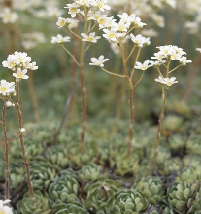 Saxifraga paniculata