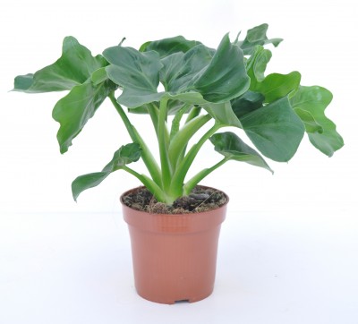 Philodendron 'Atom'