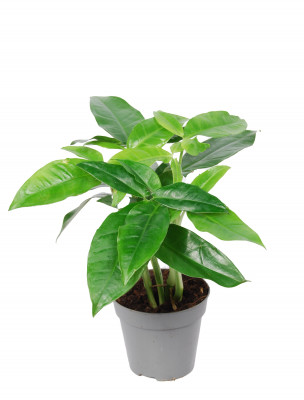 Syngonium 'Trileaf Wonder'