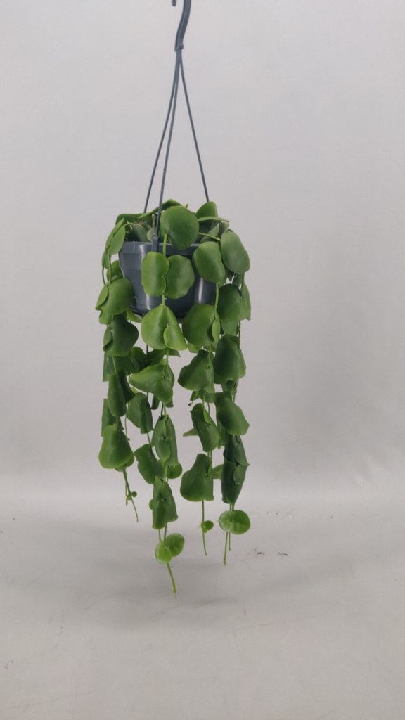 Dischidia platyphylla