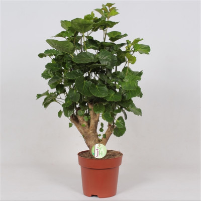 Polyscias 'Lemon'