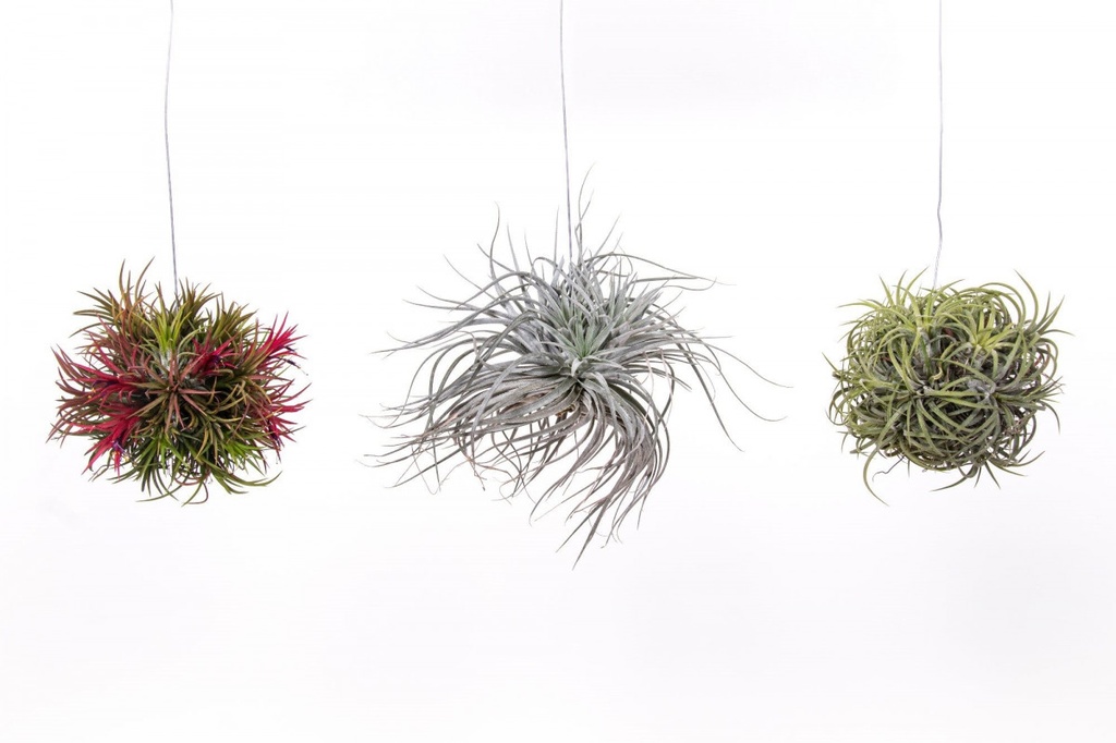 Tillandsia Trio - vrac