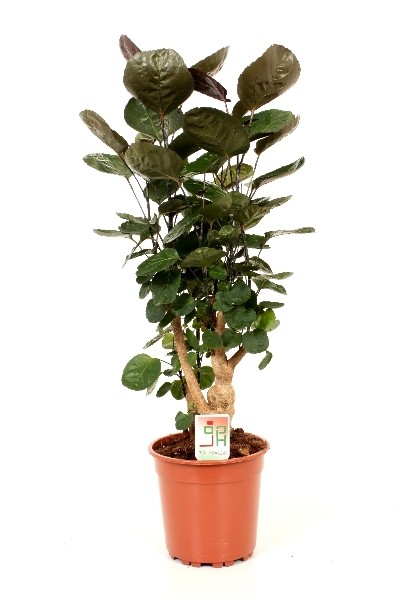 Polyscias fabian