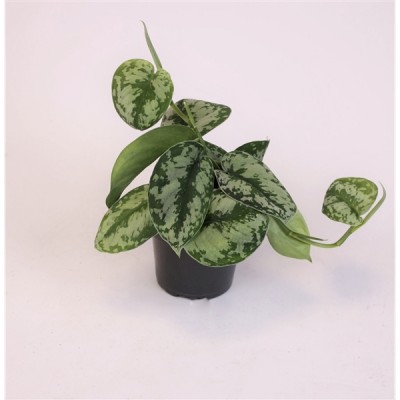 Scindapsus 'Trebie'