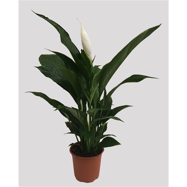 Spathiphyllum 'Largo'