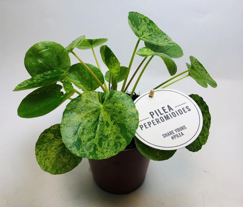 Pilea peperomioides 'Mojito'