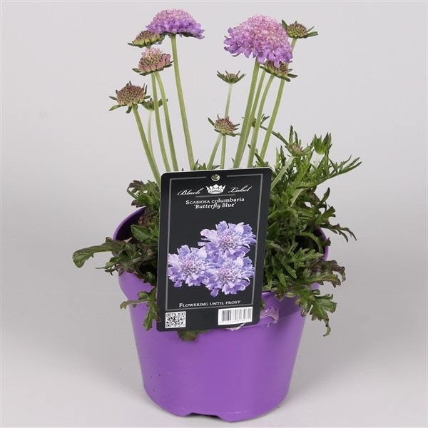 Scabiosa columbaria 'Butterfly Blue'