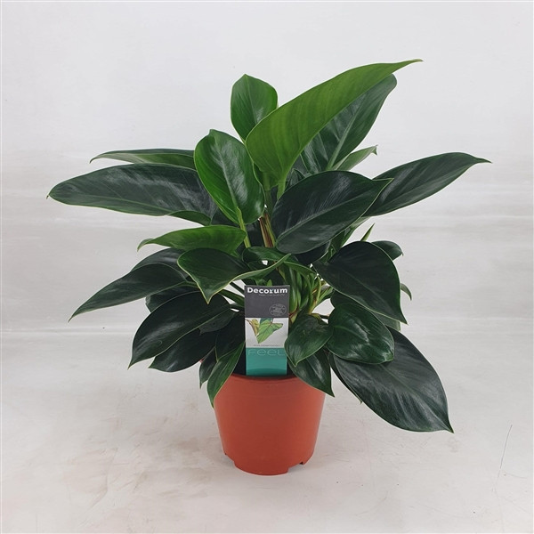 Philodendron 'Congo Apple'