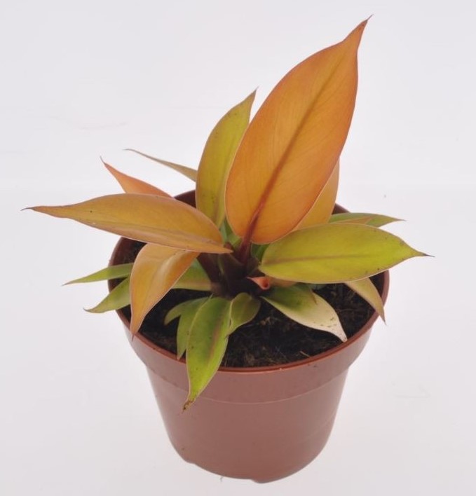 Philodendron 'Red Sun'