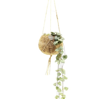Kokodama - Ceropegia