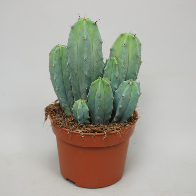 Myrtillocactus geometricans