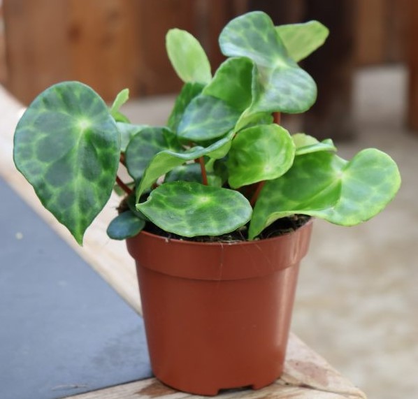 Begonia 'Kingiana'