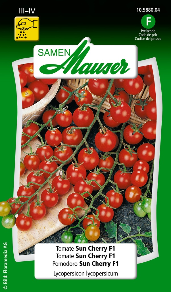 Tomate sun cherry