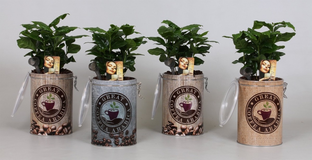 Coffea arabica
