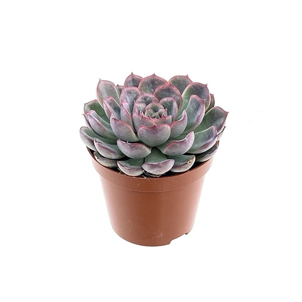 Echeveria apus